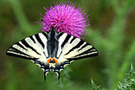 Iphiclides podalirius